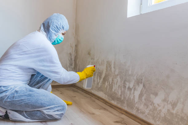 Licensed Basement Mold Remediation service in Everett, MA - 24 Hour Mold Removal