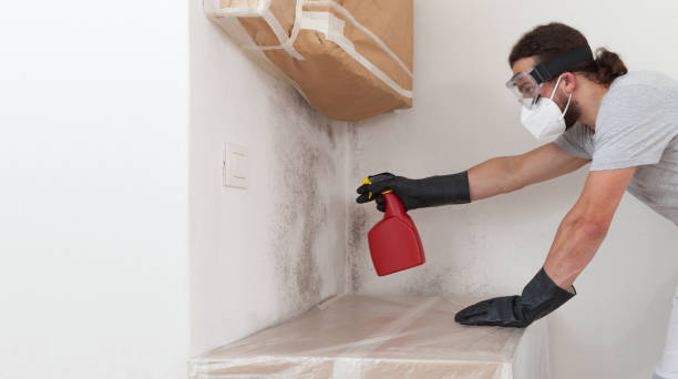 Professional Basement Mold Remediation technician working in Everett, MA