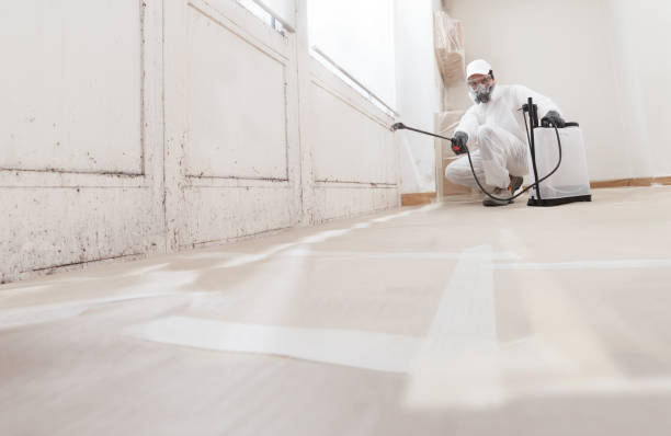 24/7 Emergency Basement Mold Remediation experts in Everett, MA