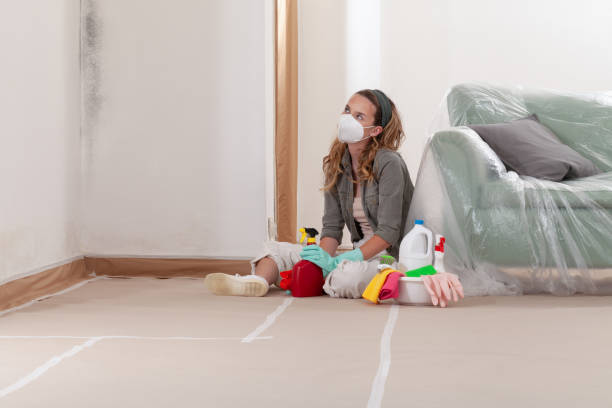 Reliable Basement Mold Remediation contractor in Everett, MA by 24 Hour Mold Removal